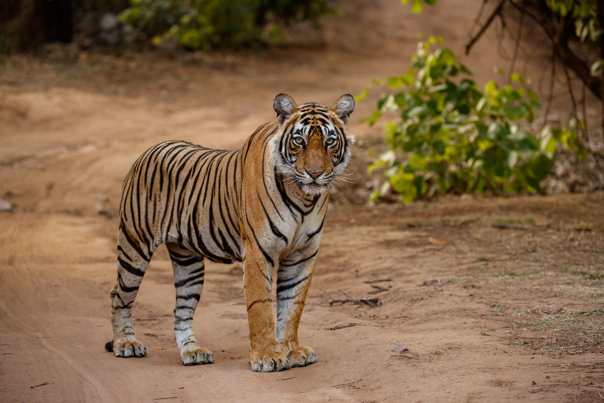 Rajasthan Tour Packages with Ranthambhore